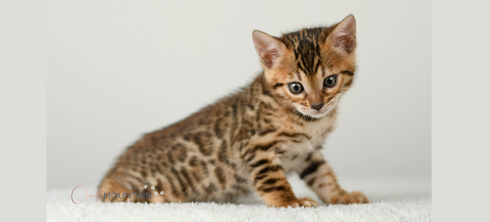 Bengal kitten for sale